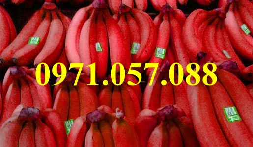 GIỐNG CÂY CHUỐI ĐỎ